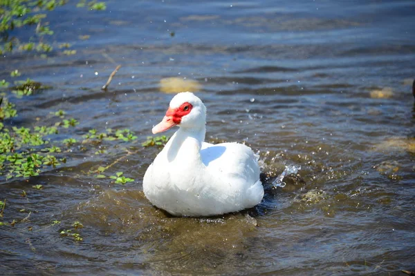 Ganso Branco Lago — Fotografia de Stock