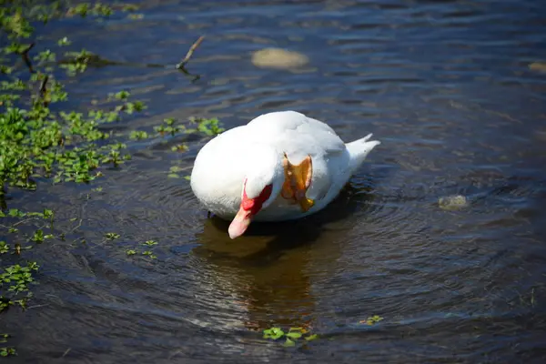 Ganso Blanco Lago —  Fotos de Stock