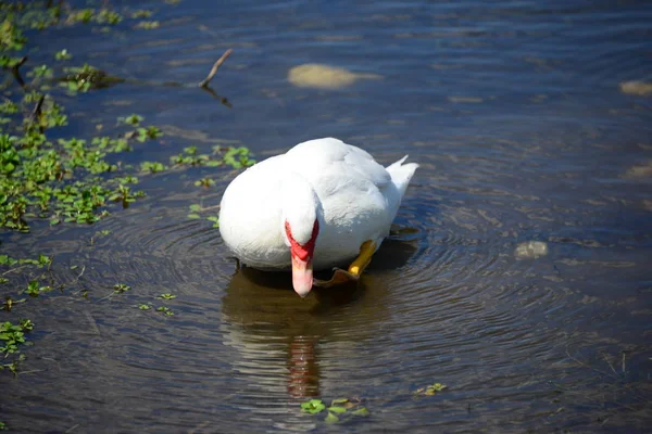 Ganso Branco Lago — Fotografia de Stock