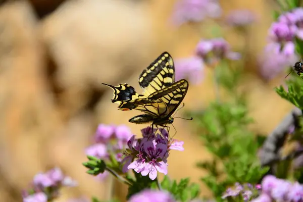 Nahaufnahme Von Schönen Bunten Schmetterling — Stockfoto