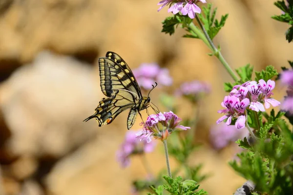 Nahaufnahme Von Schönen Bunten Schmetterling — Stockfoto