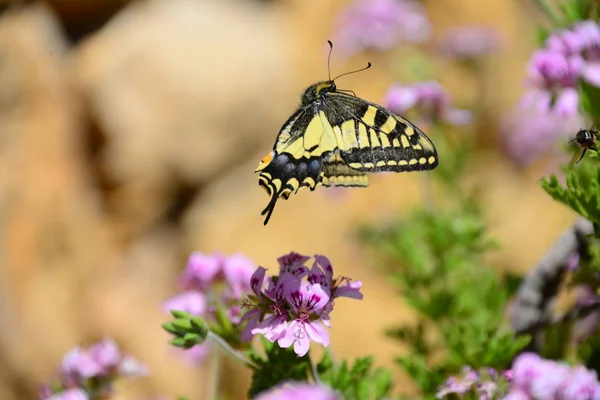 Farfalla Sul Fiore — Foto Stock