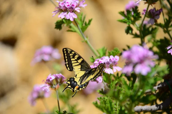 Closeup View Beautiful Colorful Butterfly — Stock Photo, Image