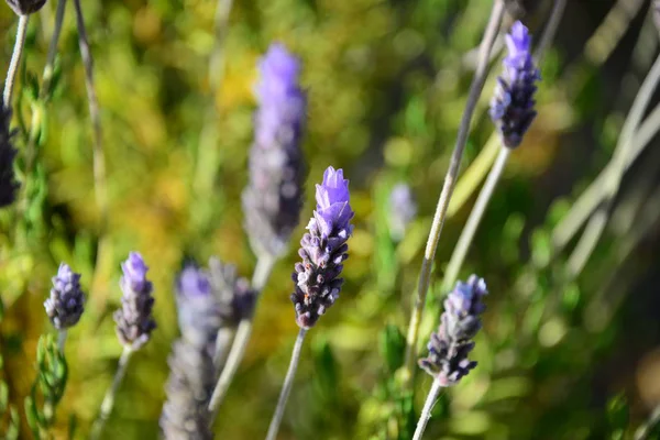 Violeta Lavanda Flores Flores Roxas — Fotografia de Stock