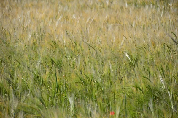 Vallmo Ängen Spanien — Stockfoto