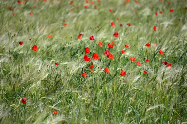 Mohnblumen Wiese Spanien - Stock-foto