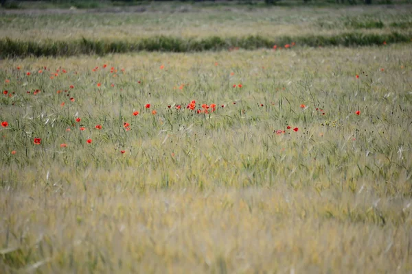 Hermosas Flores Amapolas Fondo — Foto de Stock