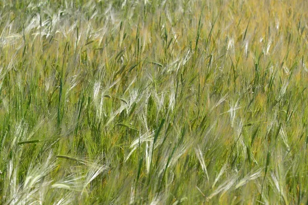 Mohnblumen Sobre Sabio España — Foto de Stock