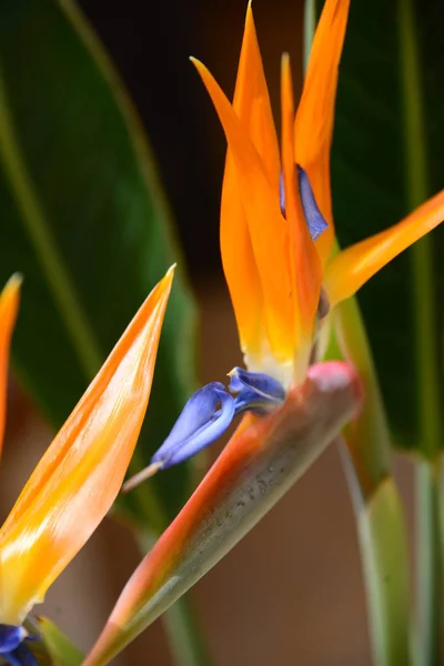 Оранжевый Цветок Стрелиця Многолетнее Растение — стоковое фото