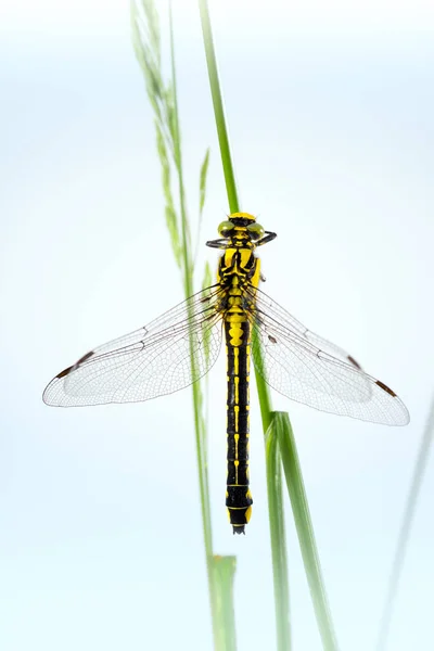 Dragonfly Western Clubtail Gomphus Pulchellus Westliche Keiljungfer Zittend Een Grassprietje — Stockfoto