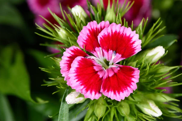 Makroaufnahme Einer Blume Sweetwilliam Dianthus Barbatus Bartnelke — Stockfoto