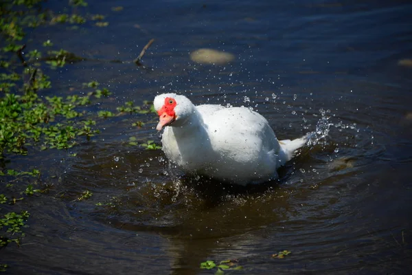 Gênero Aves Aquáticas Bonitas Anser Espanha — Fotografia de Stock