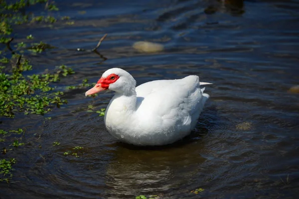 Gênero Aves Aquáticas Bonitas Anser Espanha — Fotografia de Stock