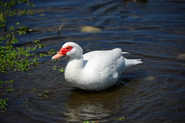 Gênero Aves Aquáticas Bonitas Anser Espanha — Fotografia de Stock