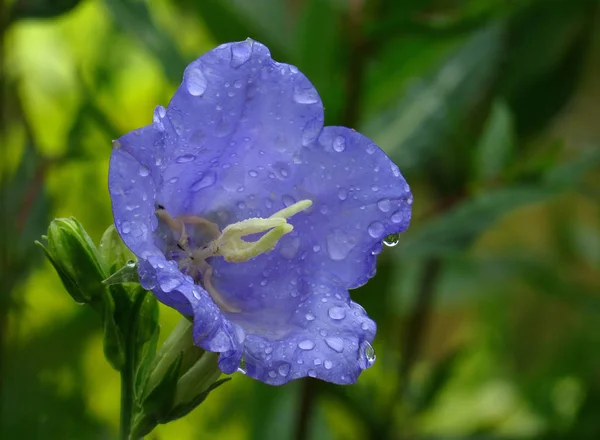 Flor Sino Flor Com Gotas Chuva — Fotografia de Stock