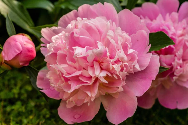 牡丹の新鮮な花の花びら 庭の植物 — ストック写真