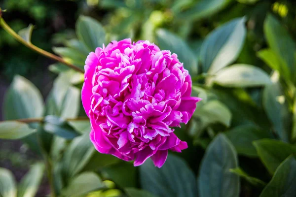 Rot Violette Blume Der Pfingstrose — Stockfoto