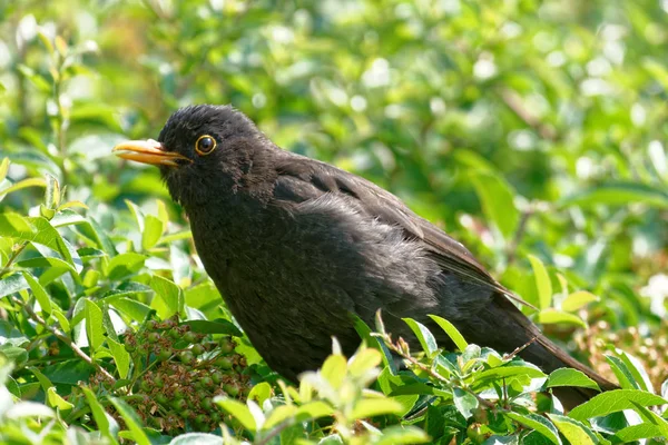 Pássaro Negro Observação Aves Natureza — Fotografia de Stock