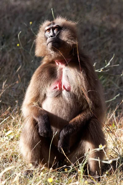 원숭이 영장류 포유류 — 스톡 사진