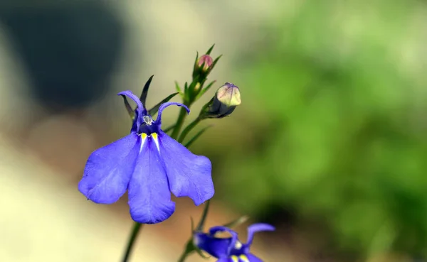 Mužské Loajální Lobelia Erinus — Stock fotografie