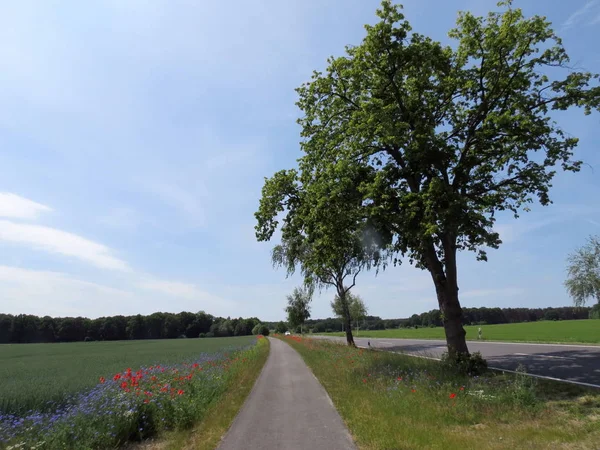 Festői Kilátás Vidékre Szelektív Fókusz — Stock Fotó