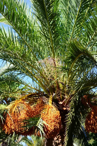 棕榈树 热带植物 — 图库照片