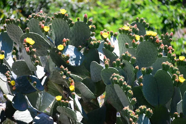 Fig Kaktusz Spanyolországban — Stock Fotó