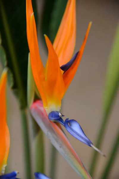 Strelitzia Perennial Plant — 스톡 사진