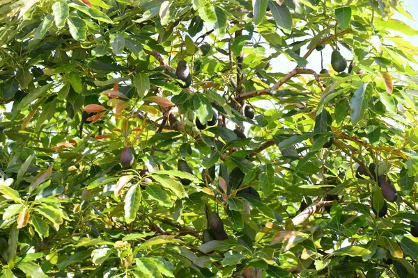 Avokados Baum Spanyolországban — Stock Fotó