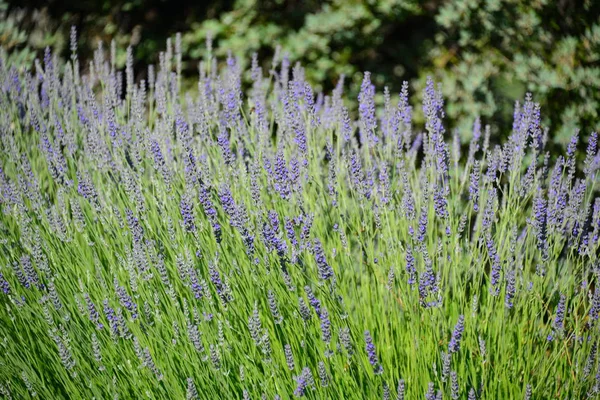 Violeta Lavanda Flores Flores Roxas — Fotografia de Stock