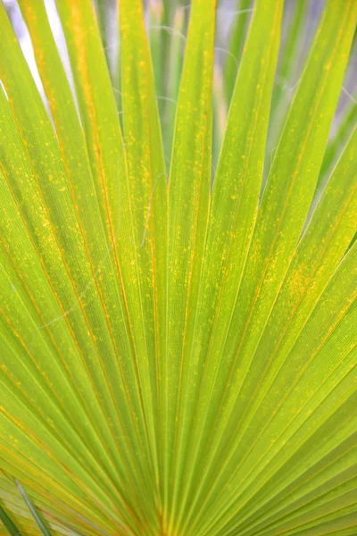 熱帯ヤシの木は植物を残し — ストック写真