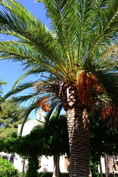 热带棕榈树叶群 — 图库照片