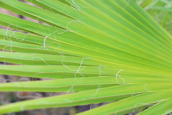 Palm Leaves Spanyolországban — Stock Fotó