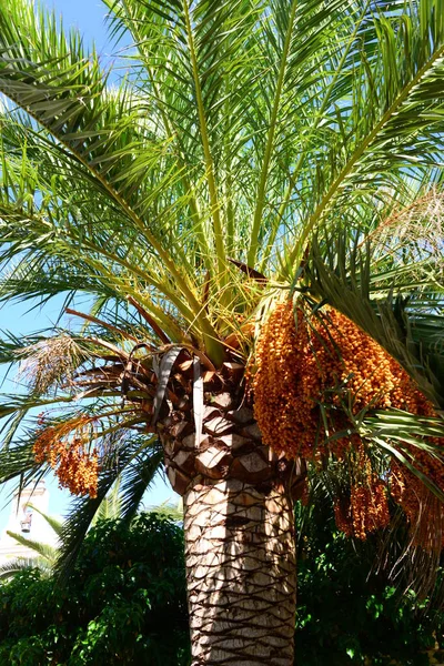 热带棕榈树叶群 — 图库照片