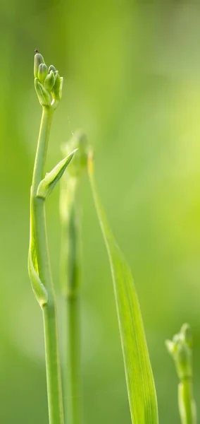 Knospende Geloutbreak Taglilie Budding Yellow Daylily — Foto de Stock