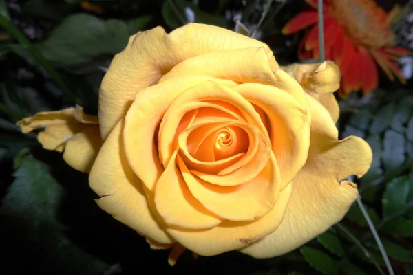 Hellgelbe Rose Als Teil Eines Blumenstraußes — Stockfoto