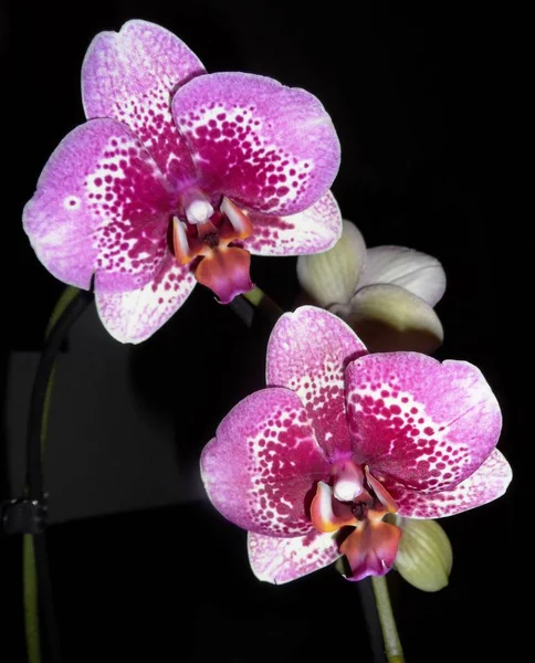 Orchid Flowers Petals Flora — Stock Photo, Image