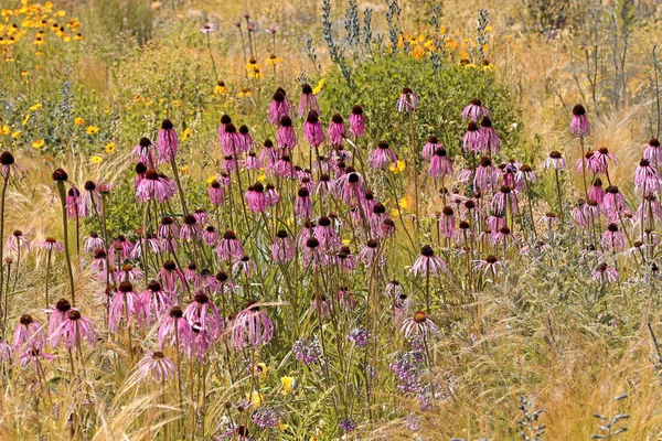 Deceptive Common Sunhat Echinacea Simulata — Stock Photo, Image