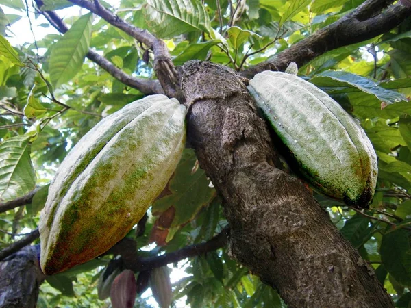 Árbol Cacao Con Dos Frutos — Foto de Stock