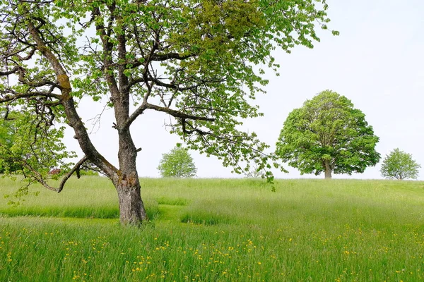 Baumwiese Nel Hochschwarzwald — Foto Stock