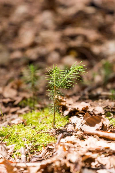 Árbol Nuevo Bosque — Foto de Stock