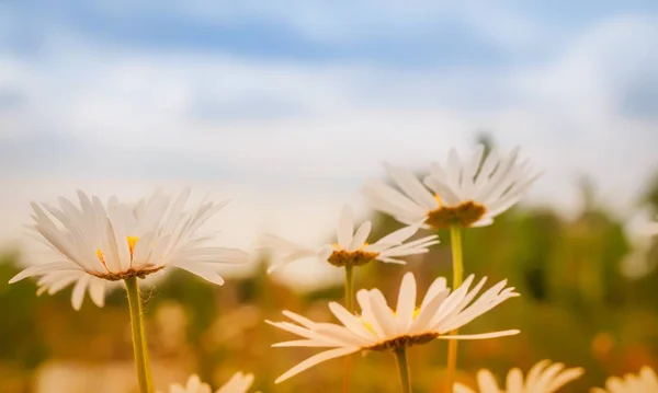 Madeliefje Bloemen Gefotografeerd Naar Hemel — Stockfoto