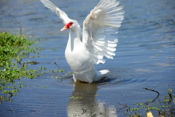 Goose Geese Lake Spain — Zdjęcie stockowe