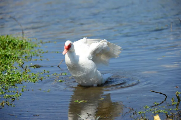 Gênero Aves Aquáticas Bonitas Anser Espanha — Fotografia de Stock