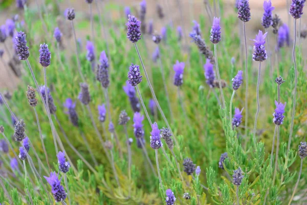 Levandulové Květiny Letním Období Provence — Stock fotografie