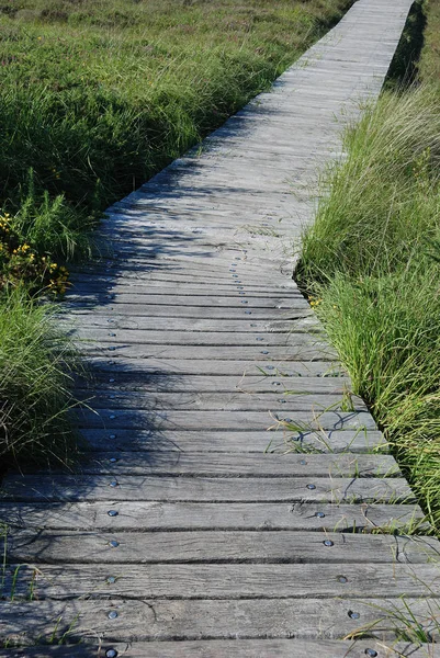 Wooden Path Moor — Stock Photo, Image