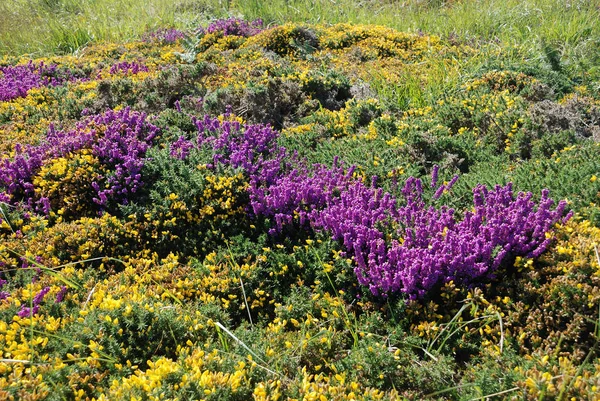 Landes Avec Bruyère Gorse — Photo