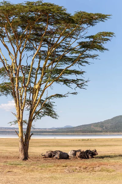 Árbol Los Búfalos Africanos Salvajes Encuentran Hierba Sabana Kenia África — Foto de Stock