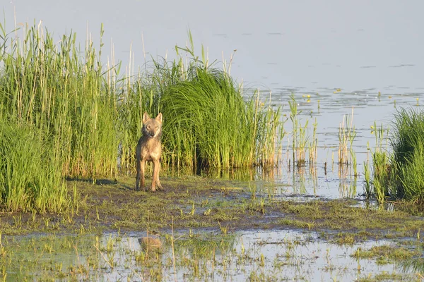 Vacker Utsikt Över Vild Varg Naturen — Stockfoto