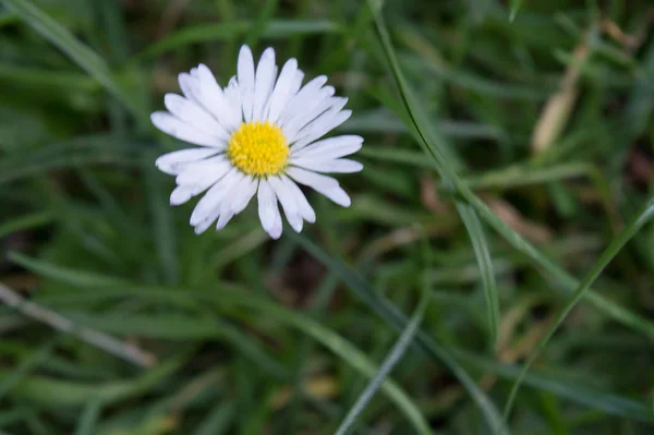 Uma Única Flor Prado Verde Como Close Com Fundo Borrado — Fotografia de Stock